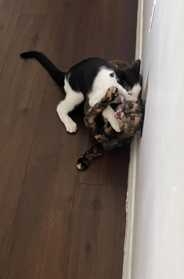 Cheezburger Image 10611492864