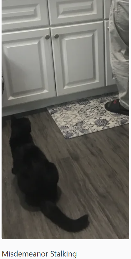 Misdemeanor Stalking