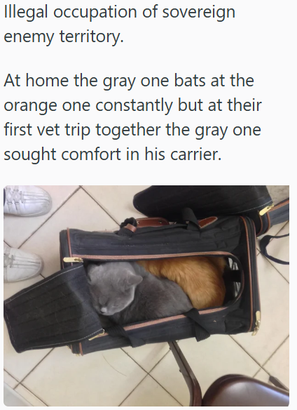 Illegal occupation of sovereign enemy territory. At home the gray one bats at the orange one constantly but at their first vet trip together the gray one sought comfort in his carrier.