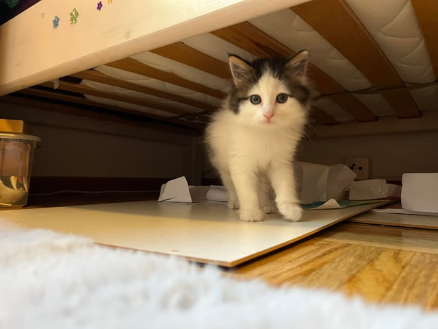 Cheezburger Image 10611500800