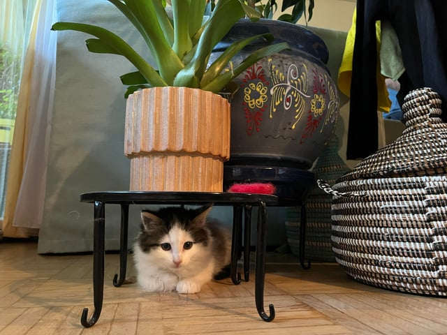 Cheezburger Image 10611501312