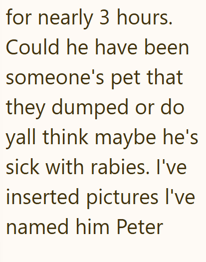 for nearly 3 hours. Could he have been someone's pet that they dumped or do yall think maybe he's sick with rabies. I've inserted pictures I've named him Peter