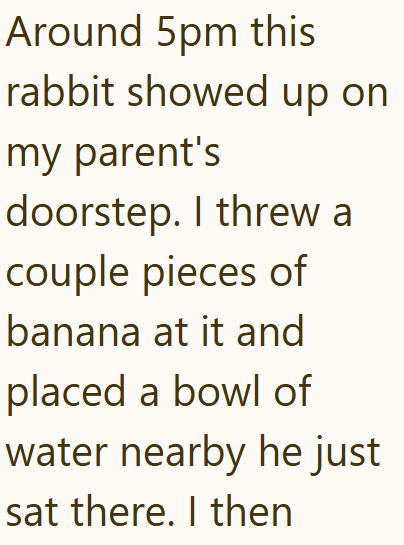 Around 5pm this rabbit showed up on my parent's doorstep. I threw a couple pieces of banana at it and placed a bowl of water nearby he just sat there. I then