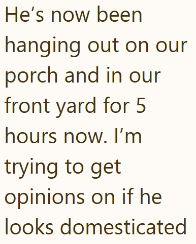 He's now been hanging out on our porch and in our front yard for 5 hours now. I'm trying to get opinions on if he looks domesticated