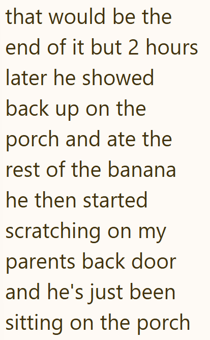 that would be the end of it but 2 hours later he showed back up on the porch and ate the rest of the banana he then started scratching on my parents back door and he's just been sitting on the porch
