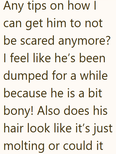 Any tips on how I can get him to not be scared anymore? I feel like he's been dumped for a while because he is a bit bony! Also does his hair look like it's just molting or could it