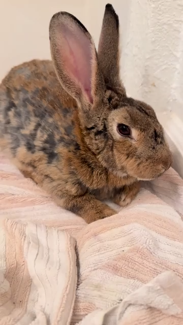 Cheezburger Image 10611505664