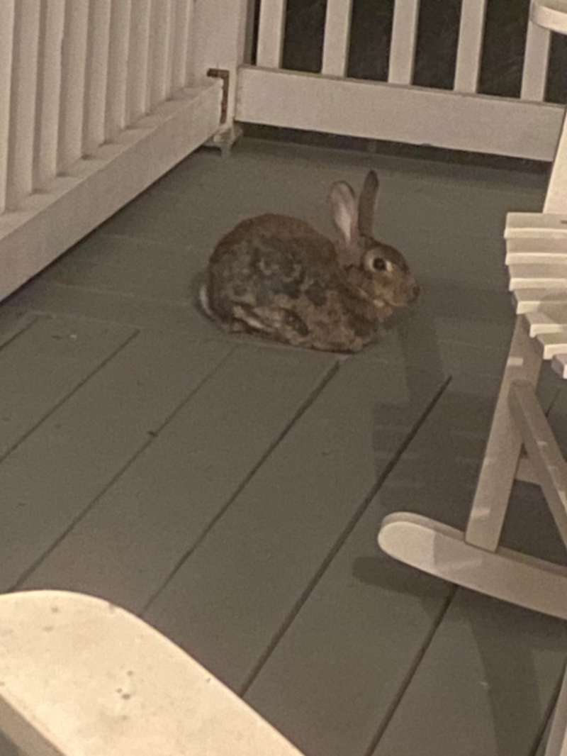 Cheezburger Image 10611505920