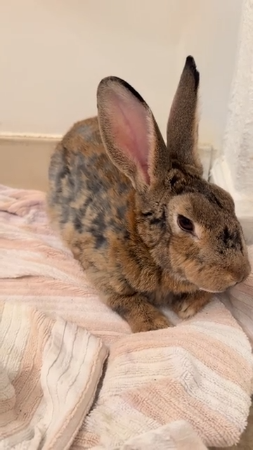 Cheezburger Image 10611506176