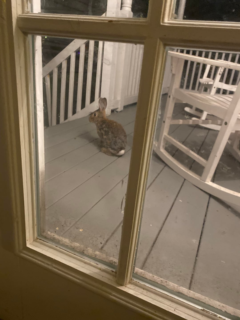 Cheezburger Image 10611506432