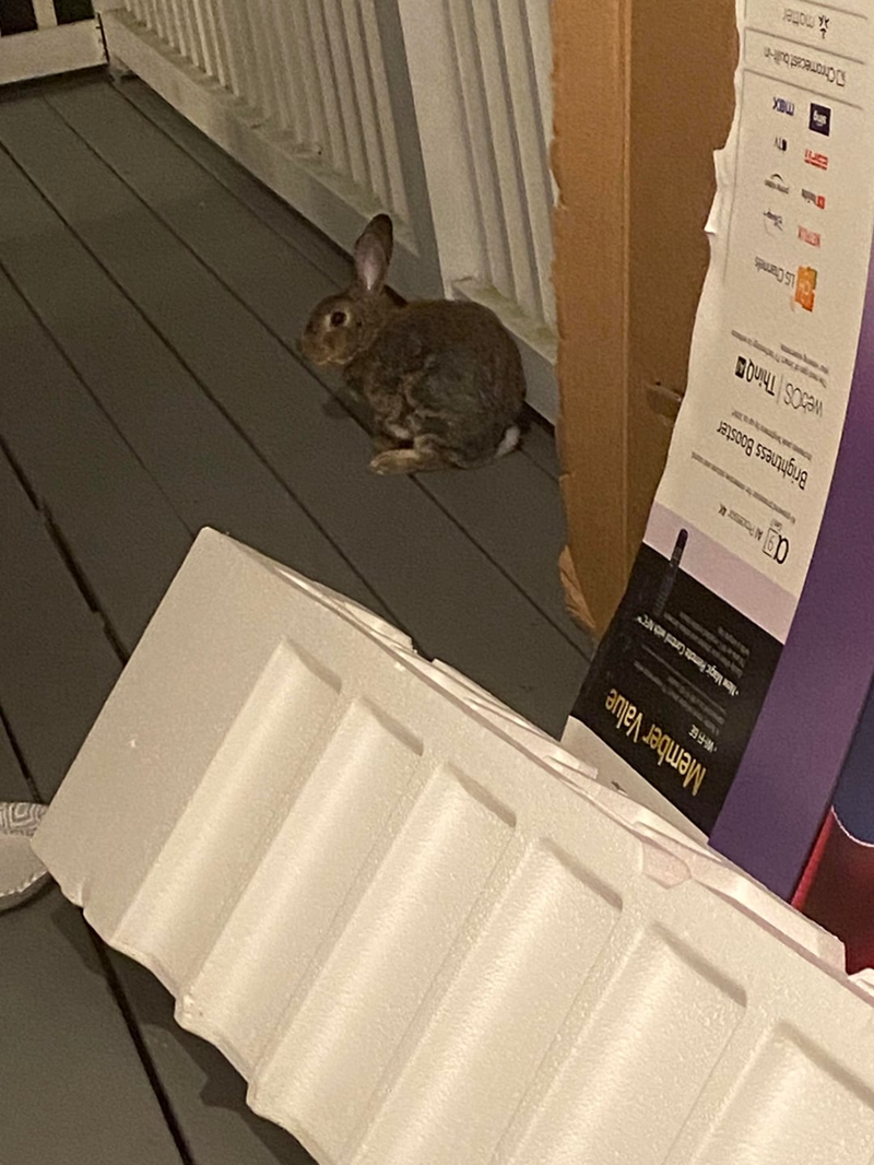 Member Value W-FGE New Magic Remote Cortal with NFC 09 Al P Brightness Booster webOS Thing LS Channels max Chromecast buil motter