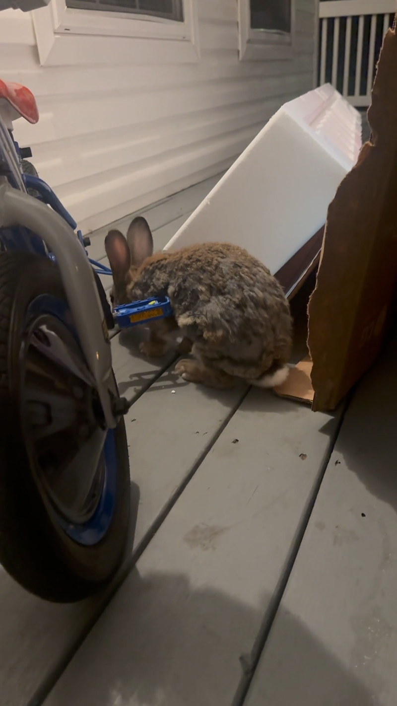 Cheezburger Image 10611507200