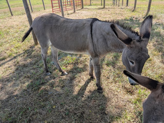 Cheezburger Image 10611512064