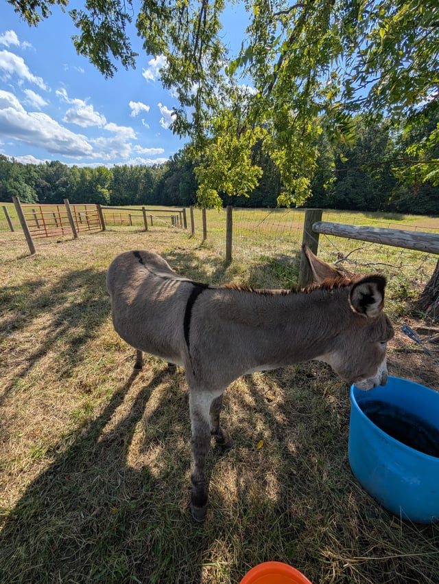 Cheezburger Image 10611512576