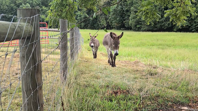 Cheezburger Image 10611513088