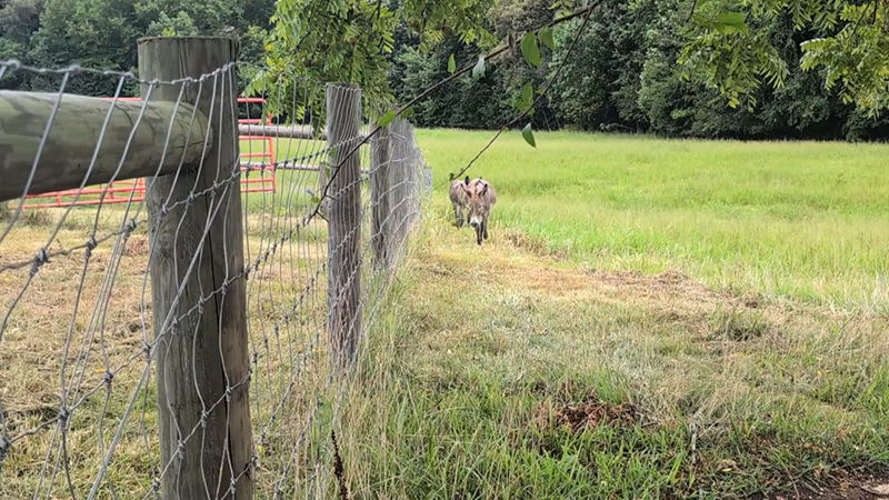 Cheezburger Image 10611513344