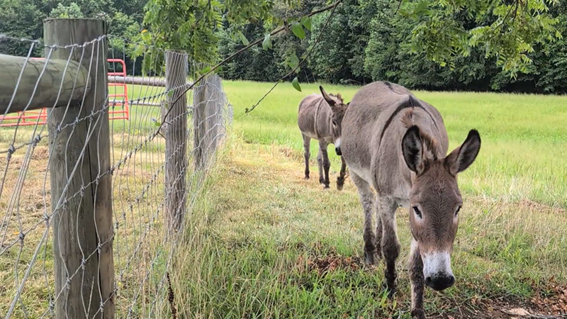 Cheezburger Image 10611513600