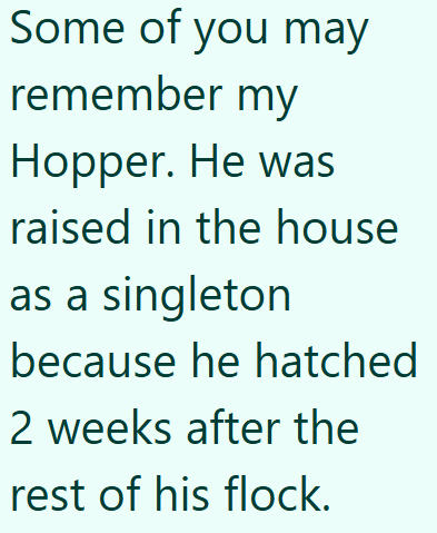 Some of you may remember my Hopper. He was raised in the house as a singleton because he hatched 2 weeks after the rest of his flock.