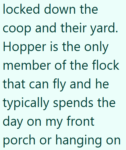 locked down the coop and their yard. Hopper is the only member of the flock that can fly and he typically spends the day on my front porch or hanging on