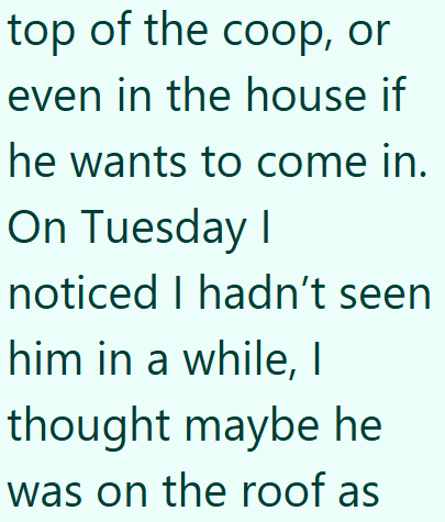 top of the coop, or even in the house if he wants to come in. On Tuesday I noticed I hadn't seen him in a while, I thought maybe he was on the roof as