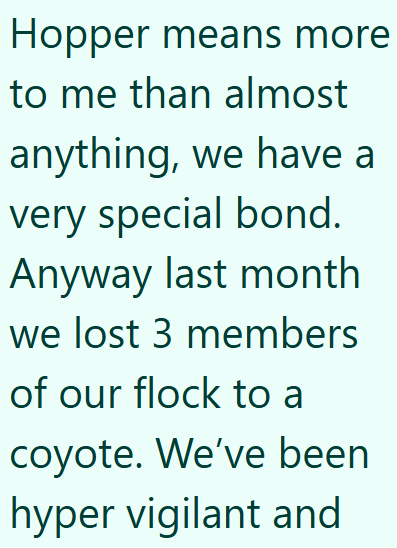 Hopper means more to me than almost anything, we have a very special bond. Anyway last month we lost 3 members of our flock to a coyote. We've been hyper vigilant and