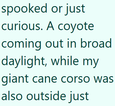 spooked or just curious. A coyote coming out in broad daylight, while my giant cane corso was also outside just
