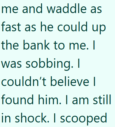 me and waddle as fast as he could up the bank to me. I was sobbing. I couldn't believe I found him. I am still in shock. I scooped