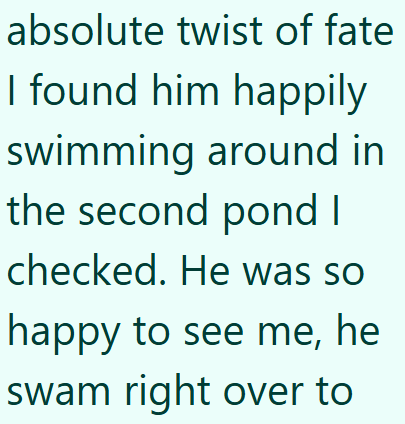 absolute twist of fate I found him happily swimming around in the second pond I checked. He was so happy to see me, he swam right over to