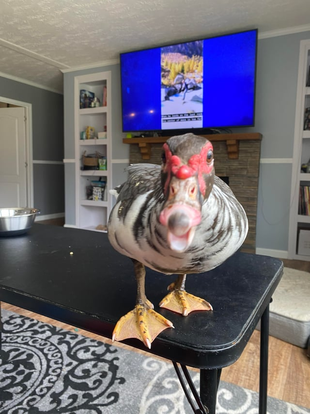 Cheezburger Image 10611517440