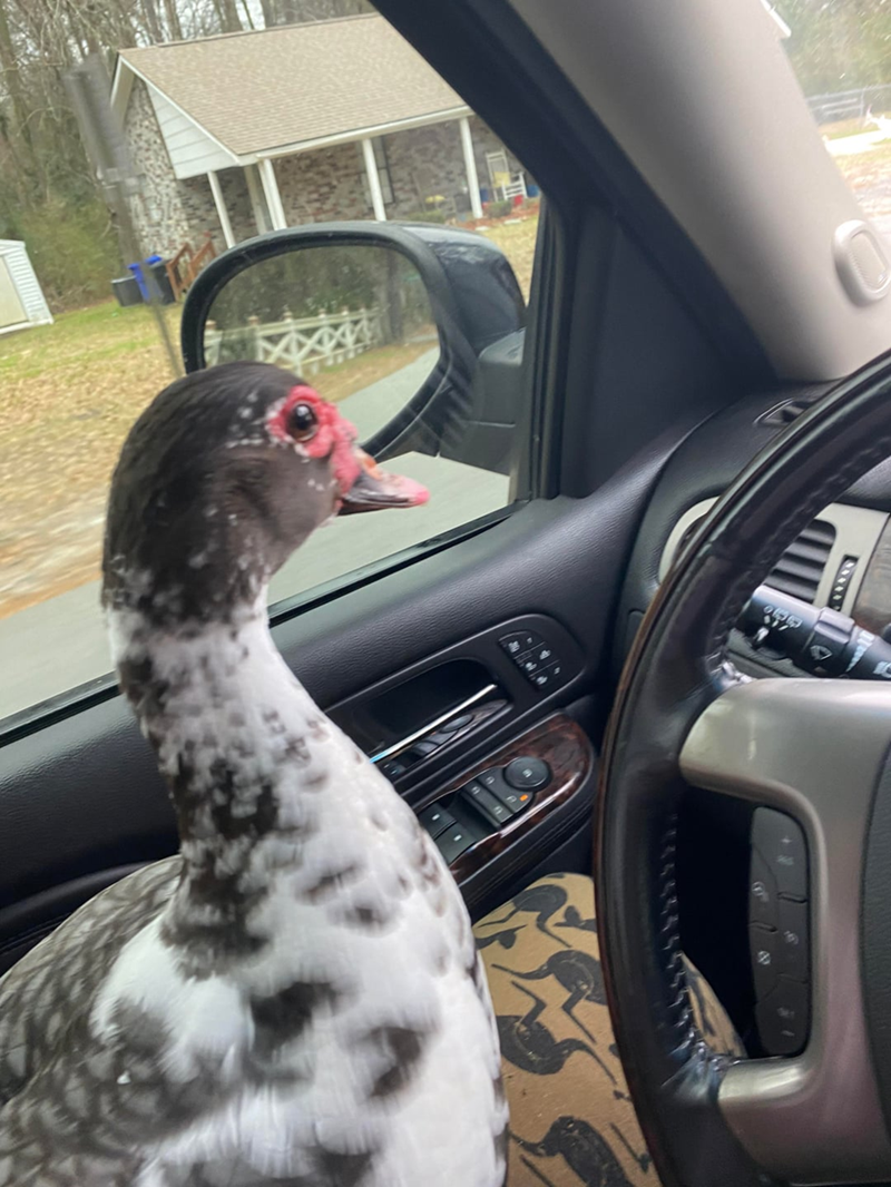 Cheezburger Image 10611517696