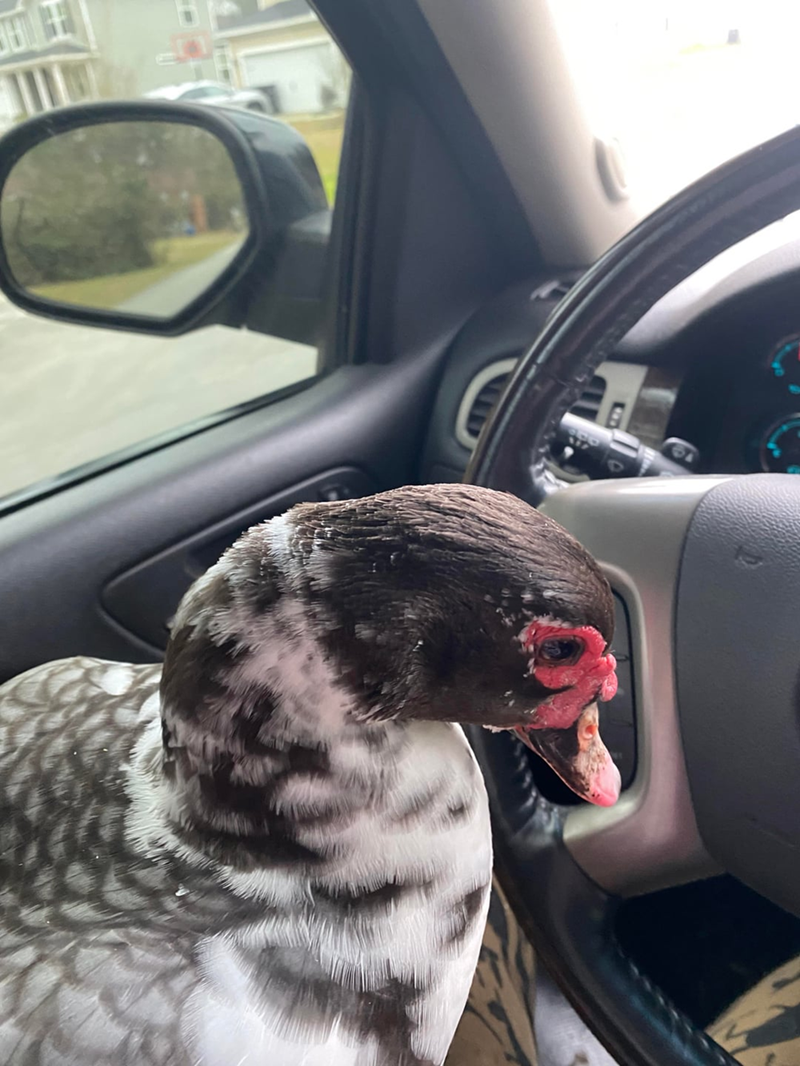 Cheezburger Image 10611517952