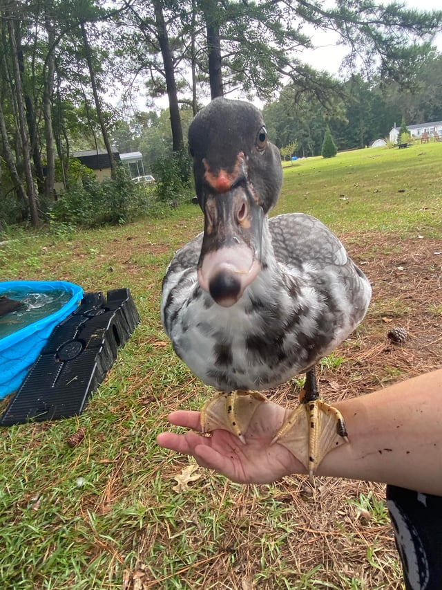 Cheezburger Image 10611518208