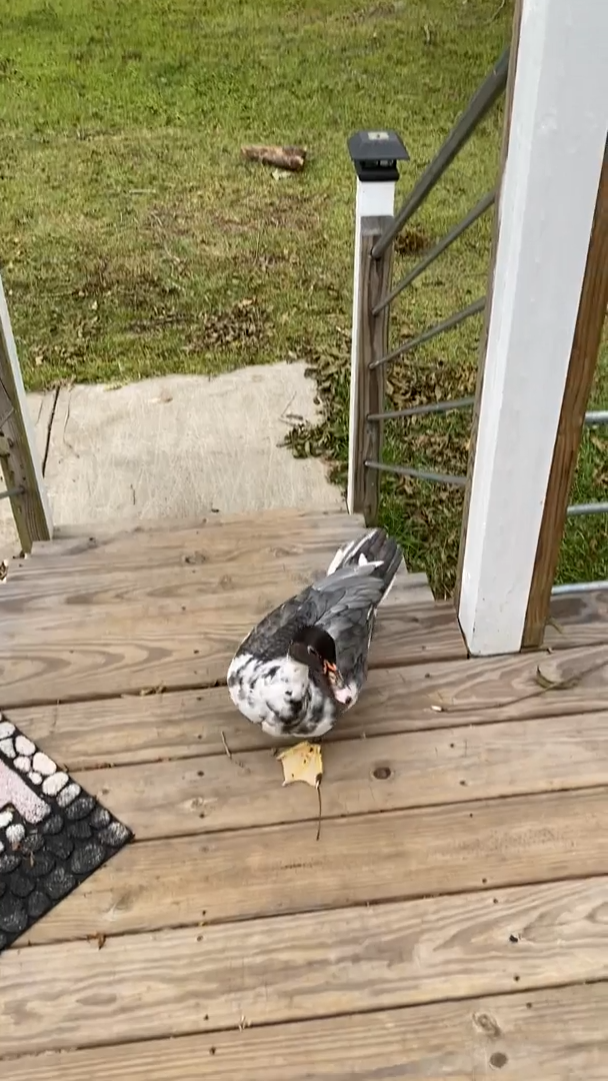 Cheezburger Image 10611518464