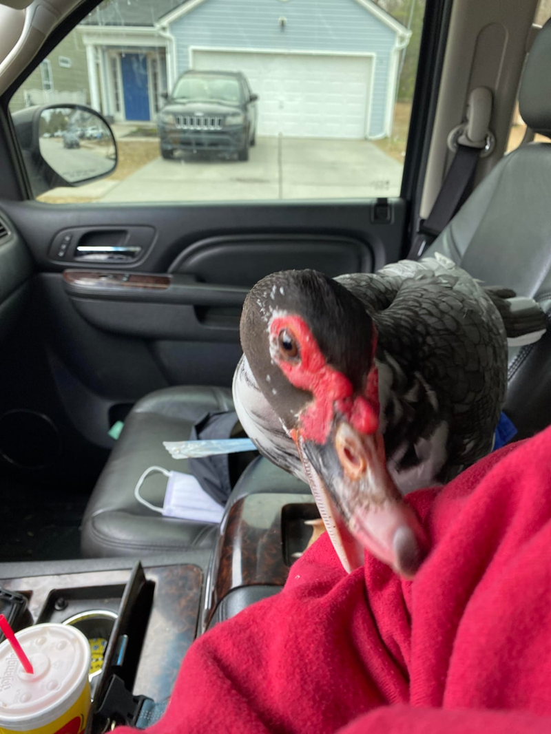 Cheezburger Image 10611518976