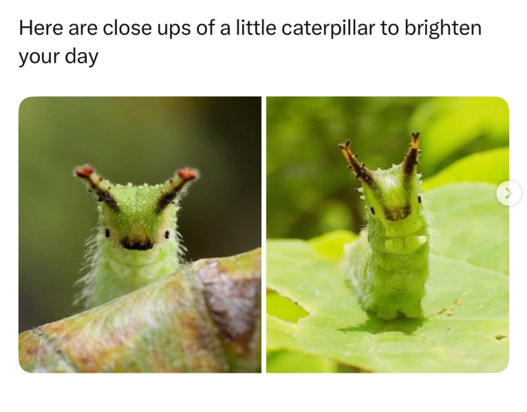 Here are close ups of a little caterpillar to brighten your day