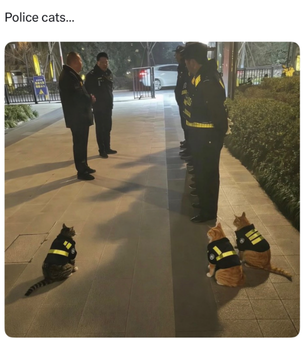 Police cats...