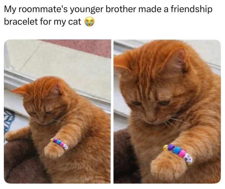 My roommate's younger brother made a friendship bracelet for my cat