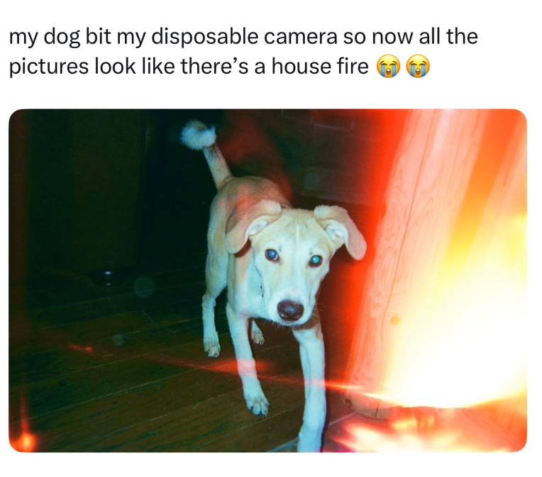 my dog bit my disposable camera so now all the pictures look like there's a house fire