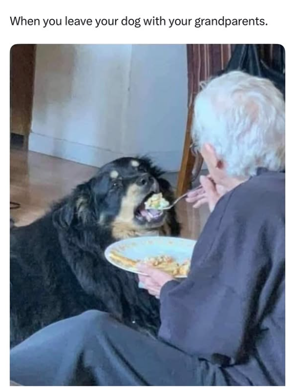 When you leave your dog with your grandparents.