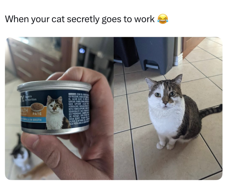 When your cat secretly goes to work ALTH stept Nutrition PATÉ ULA IN BROTH INGREDIENTS S FOR PROCESSING CHO D. CALCU GUARGUM MACIN SUPPLEMENT O HYDROCHLORGE BOT NG PROTENSE OPER CHLORIDE CRUDE PROTE HOME