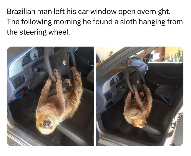 Brazilian man left his car window open overnight. The following morning he found a sloth hanging from the steering wheel. FIRT
