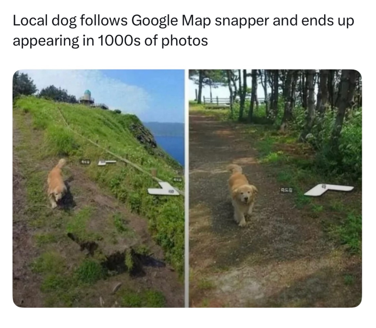 Local dog follows Google Map snapper and ends up appearing in 1000s of photos 450