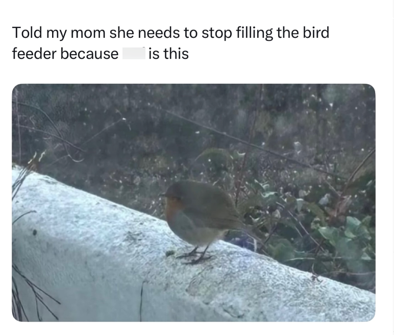 Told my mom she needs to stop filling the bird feeder because is this