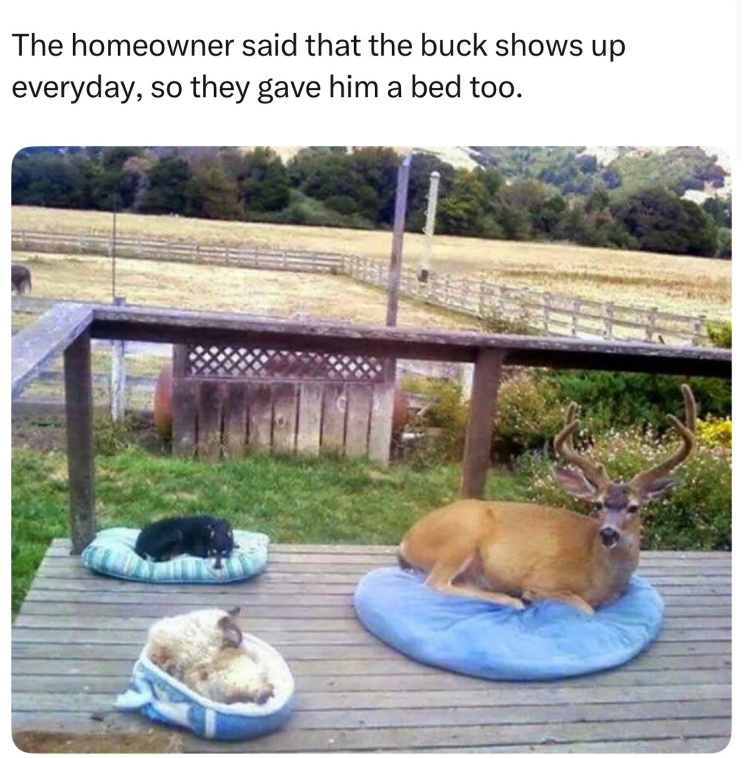 The homeowner said that the buck shows up everyday, so they gave him a bed too.