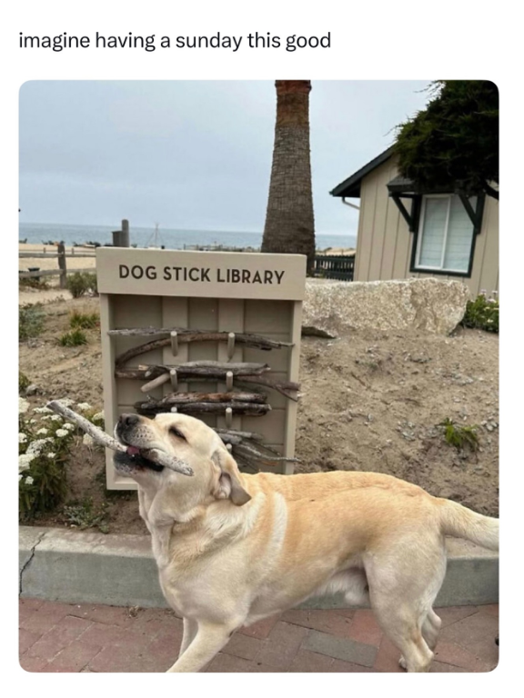 imagine having a sunday this good DOG STICK LIBRARY