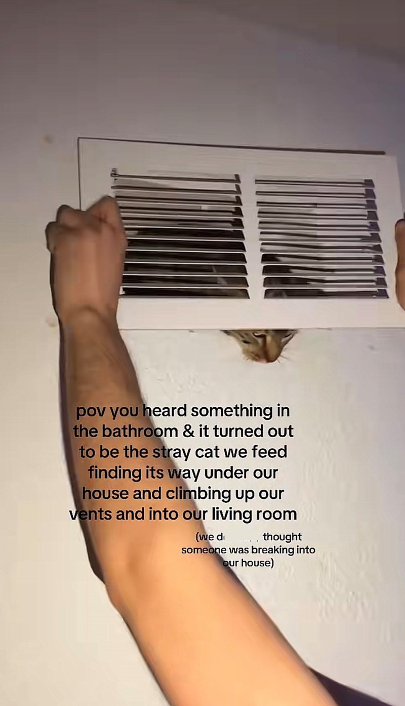 pov you heard something in the bathroom & it turned out to be the stray cat we feed finding its way under our house and climbing up our vents and into our living room (we d thought someone was breaking into our house)