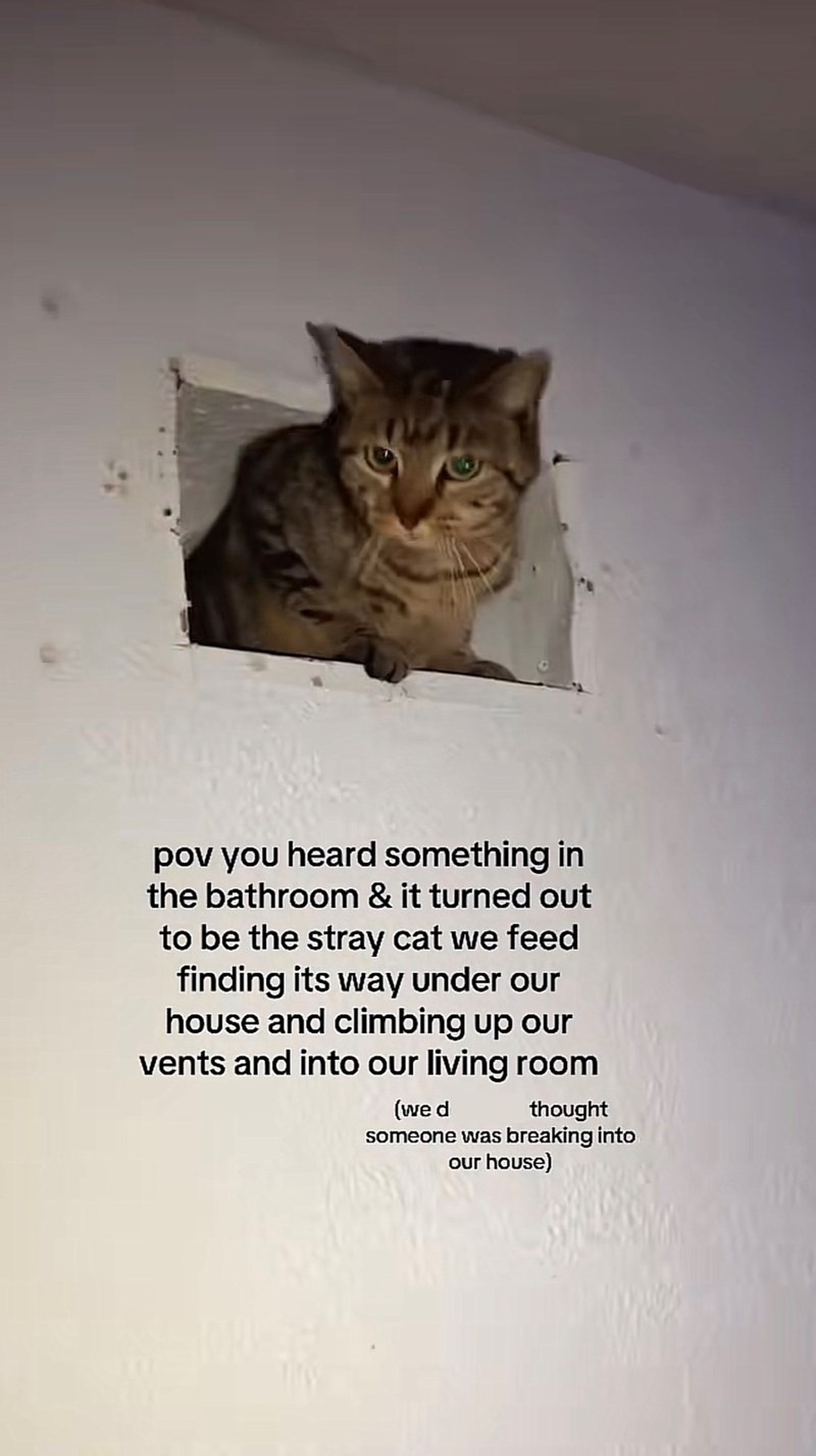 pov you heard something in the bathroom & it turned out to be the stray cat we feed finding its way under our house and climbing up our vents and into our living room (we d thought someone was breaking into our house)