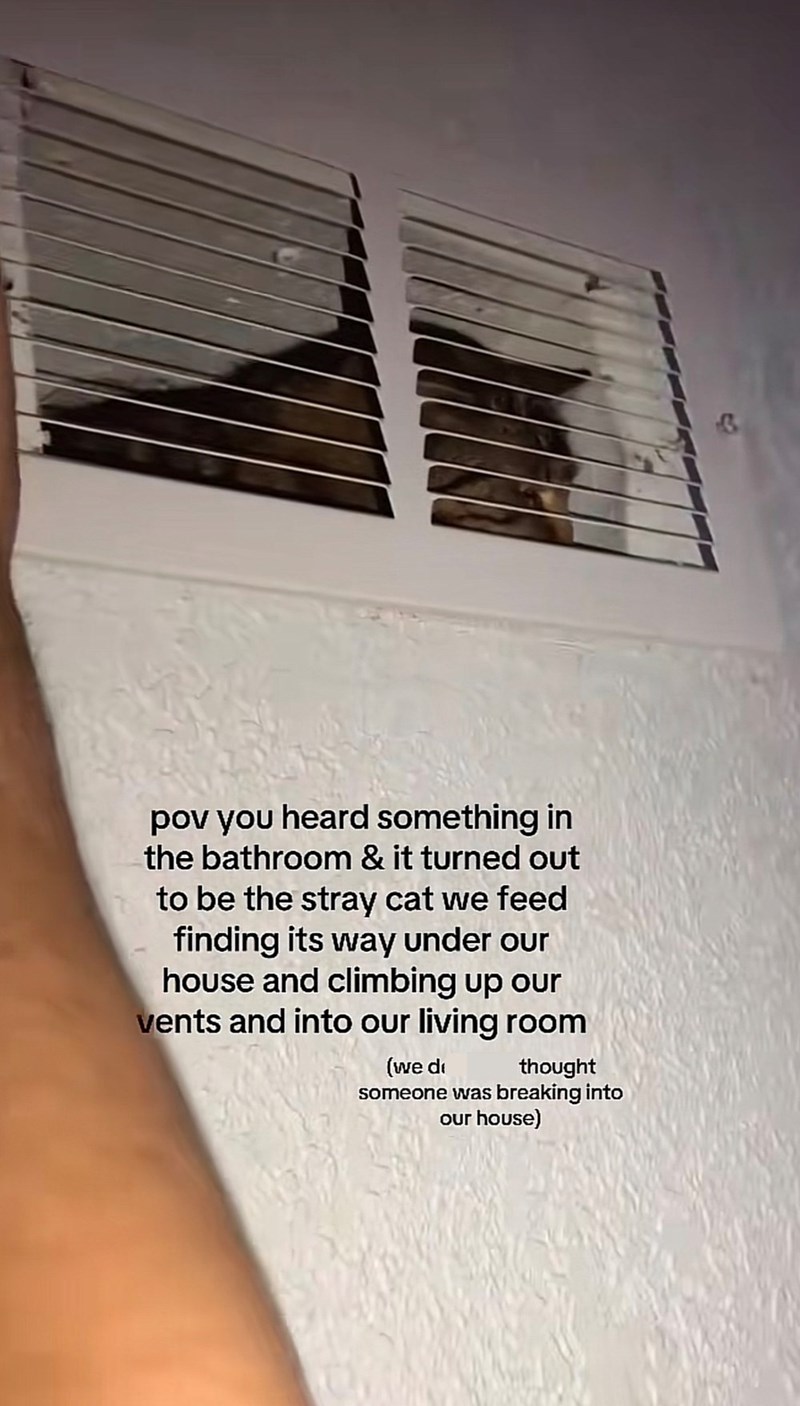 pov you heard something in the bathroom & it turned out to be the stray cat we feed finding its way under our house and climbing up our vents and into our living room (we di thought someone was breaking into our house)