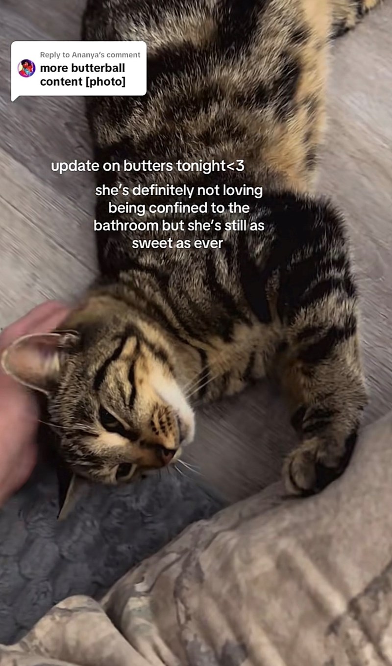 Reply to Ananya's comment more butterball content [photo] update on butters tonight<3 she's definitely not loving being confined to the bathroom but she's still as sweet as ever