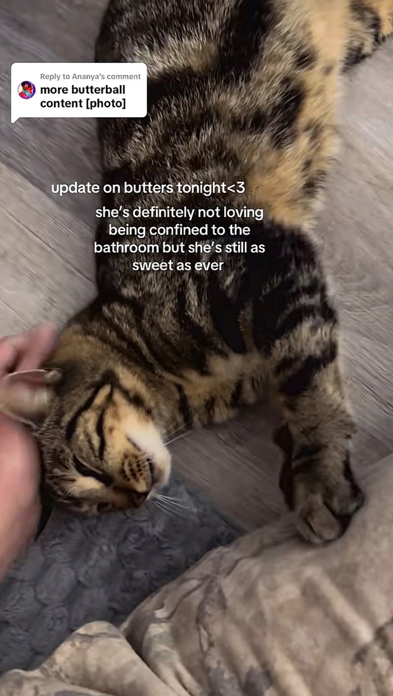 Reply to Ananya's comment more butterball content [photo] update on butters tonight<3 she's definitely not loving being confined to the bathroom but she's still as sweet as ever